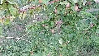 Озарк Прем'єр врожай із одного деревця...