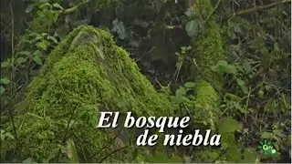 La arboleda tranquila, Los Alcornocales, Cádiz