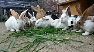 Bunny's Day