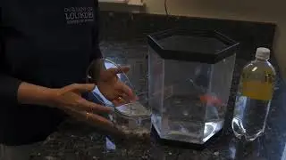 Cardiac perfusion demonstration