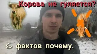 Корова долго не в ходит в охоту? Есть решение, не спешите избавляться.