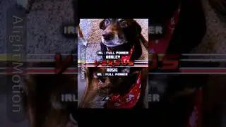 Mid OC Submission//MY Dogs//Harley vs Roise #edit