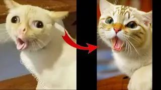 Neural Networks vs Cute Cat I momo memes