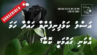 Rare Black Rose Are Grown Only In Turkey