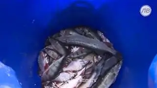 Ученые ихтиологи проверили рыбу на Матырском водохранилище