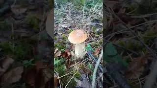 БЕЛЫЕ ГРИБЫ В ХМАО #ТАЙГАХМАО