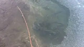 Форель  в пруду. Вода для форели . Проточность воды