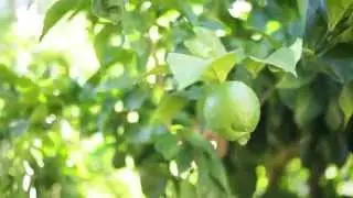 STOCK: Green Unripe Lemon On Tree