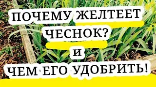 Почему ЖЕЛТЕЕТ ЧЕСНОК что делать. Чем подкормить чеснок.