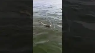 Шардара отчёт