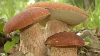 7 сентября. Пойдем в лес и посмотрим какие грибы в лесу.