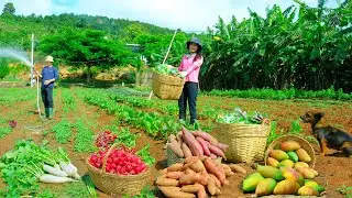Harvest: Rainbow Chard, Red Radish, Sweet Potato, Mango To Sell At The Market, Cook,Garden,Livestock
