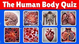 Human Body Quiz | Test Your Knowledge | Brain Test