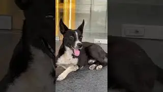 Dog with Different Eyes 