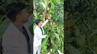 Denavelling in Banana 🍌 Cultural practices in banana #banana #shorts #viralshorts #shortvideo