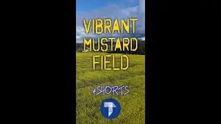 Vibrant Mustard Flower Field in 4K #shorts