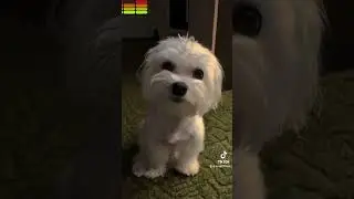 Блогер 