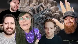 The CONFLICT and CARE of PINKTOE TARANTULAS (ft. special guests!)