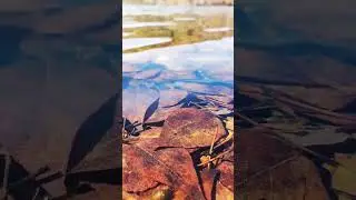 Листья под водой. 