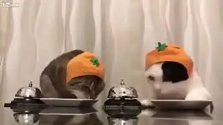 Афицанка