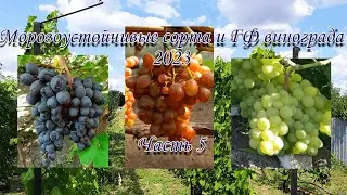 Part 5 Frost-resistant grape varieties and the 2023 State Farm