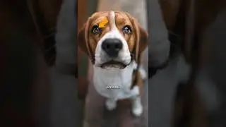 Achte unbedingt darauf, wenn Du Hunde von oben fotografierst... 