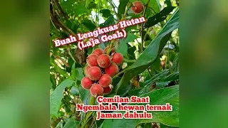 Pertama kali mencicipi buah lengkuas Hutan (Laja Gowah)