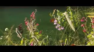 Husqvarna Automower® Robotmaaiers presenteert Rewilding Mode