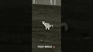 💩 BREAK!! #poop #dogdays #killshot