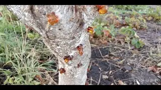 Старая книга по плодоводству, 2 часть. Камедь на стволе.