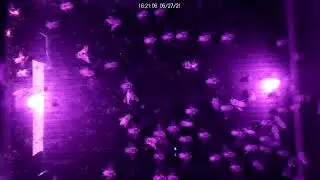 Beeeeees, not the beeees