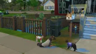 sims 4 cats and dogs recorded video
