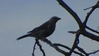 Sony Cyber-shot dsc-W800 lens modification a 30x +5 zoom