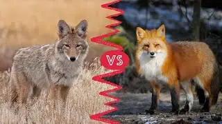 Coyotes vs. Foxes: What’s the Difference—and How to Tell Them Apart
