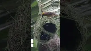 Nature's Ingenious Architects🌿🏗️ 🏡🕊️ 