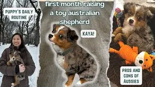 first month raising a toy Australian Shepherd (puppy's daily routine, pros and cons of Aussies)