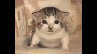 -киска