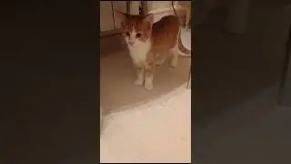 Ломоносов в белых гольфиках.