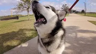 How to Calm Overly Excited Dog BEFORE You Enter Dogpark!!!!!