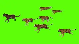 Tiger and leopard!! running on green screen cartoon characters no copyright without sounds