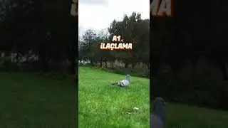 Kuş biti insana geçer mi?