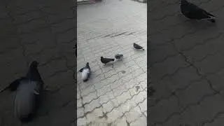 #когда моя бабушка увидела семечку