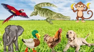 Interesting things about animals: cats, dogs, horses, sheep, ducks, elephants animals around us