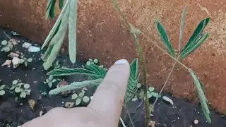 The plant that falls asleep when touched
