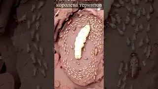 Это содержится в кишечнике пчелы 