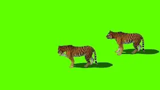 Tiger(चीता)! Green screen video! No copyright!