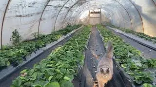 A model strawberry booth.
