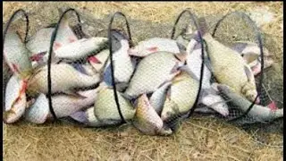 Wild Swamp Fishing Adventure Goes WRONG 