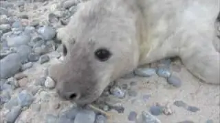 Helgoland - Пусть МАМА меня непременно найдет