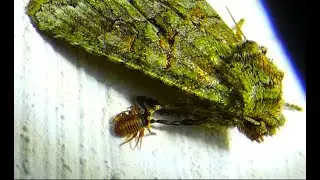 Pseudoscorpion  by  Theo
